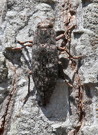 Dicerca obscura